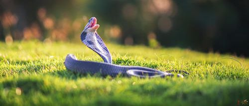 「属蛇」生肖蛇你再落魄，这个人都不会离开你，珍惜！