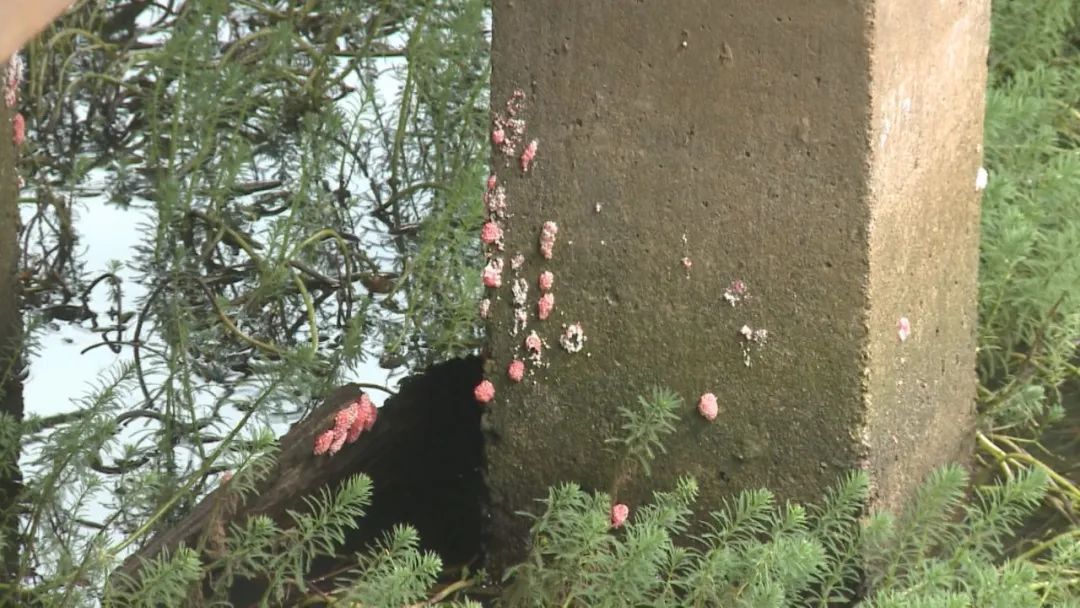 乐山天天报|这些外来物种正在乐山绿心公园大量繁殖搞破坏，灭了它！