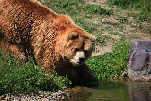 「东北虎」哪种食肉动物可以打败东北虎?为什么?