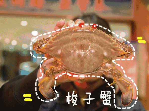 鱿鱼|开海了!这84种海鲜,你都认识吗?