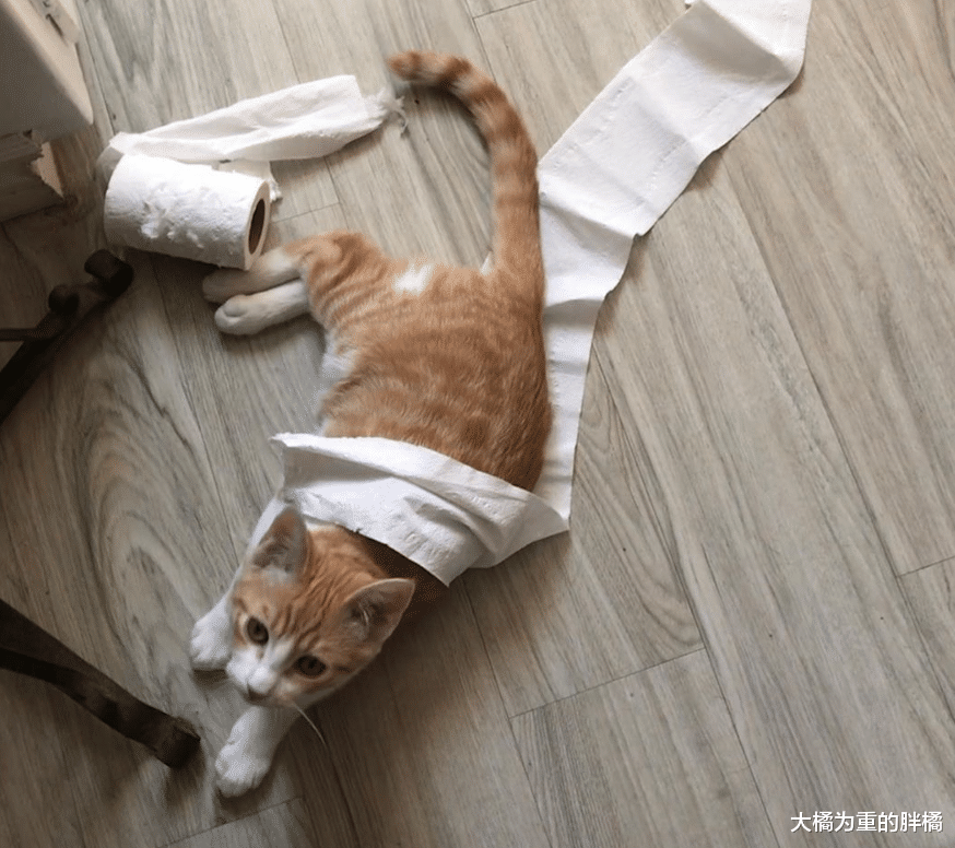 小猫主动求收养，刚来家中就带来和谐，大猫与主人已“冷战”4年