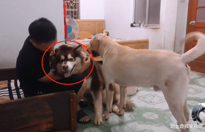 男子捡了只大狗，结果拉布拉多懵了，狗：外面有狗还带回家