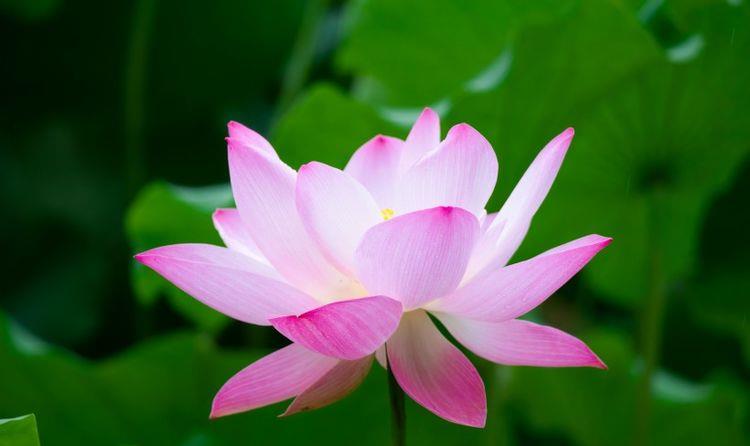 运势|10月开始，大运加身，财来运转，好事躲不掉的四大生肖