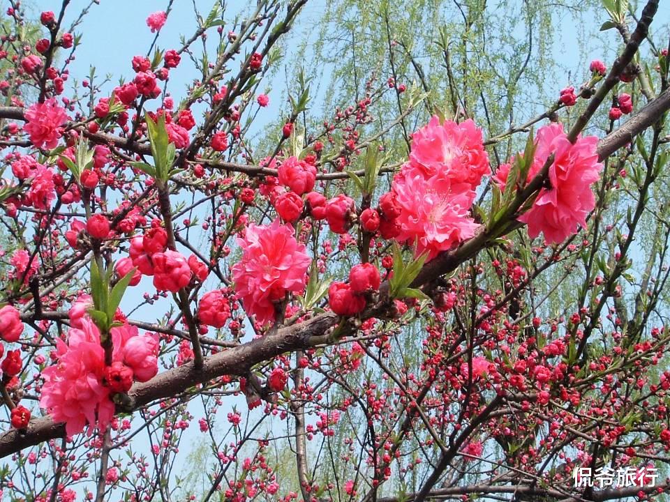 生肖：谁家有这几个生肖，天降横财命格，最中大奖！