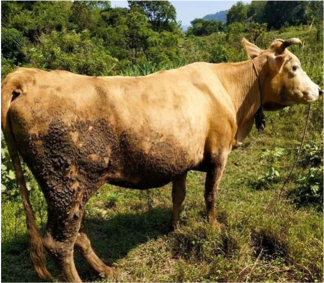 果然悠|农村人到了50岁不能打工了，在家干啥能致富？3条路子可以一试