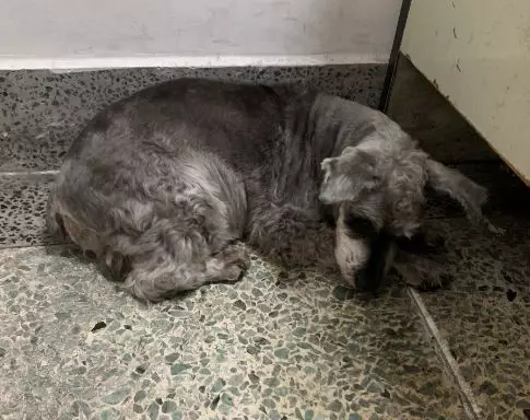 【回家】麦道携手爱心人士助16岁雪纳瑞与家人团聚！