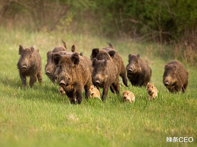 蟒蛇|遭遇蟒蛇被蛇吞时，一把锋利的匕首能自救？高压气瓶匕首一刀干死
