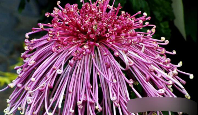 生肖|八月上旬财气汇聚，事业接财纳福，财运挡不住的三大生肖