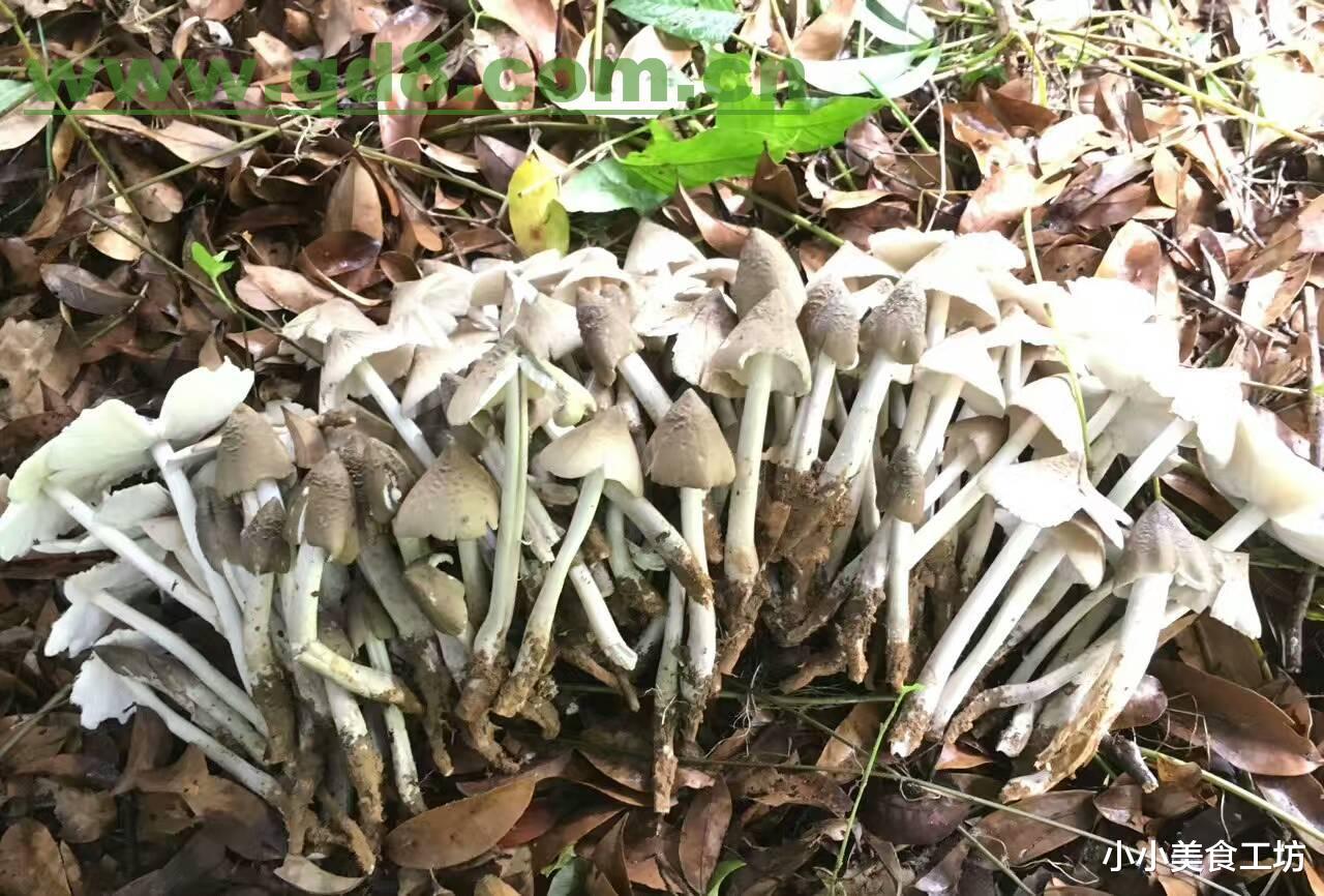 鱼翅|中国6种顶级食材，鱼翅松茸上榜，最后3个买到不一定敢吃