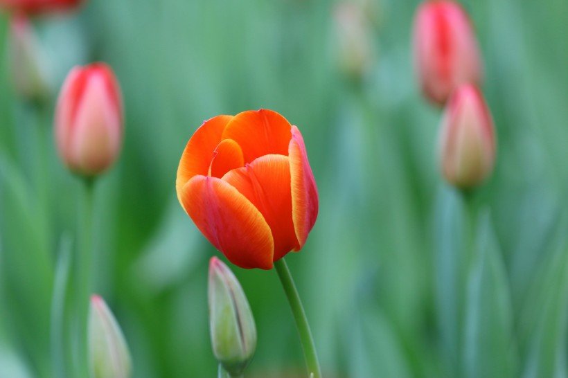 生肖|11月13号财神眷顾，吉星高照，3生肖财运爆红，鸿运当头