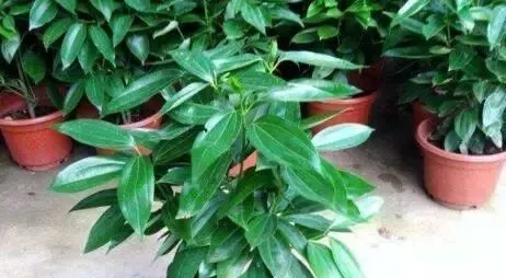 「甲醛」2种树,卧室养1棵,客厅养2棵,旺财还“镇宅”,甲醛也少了