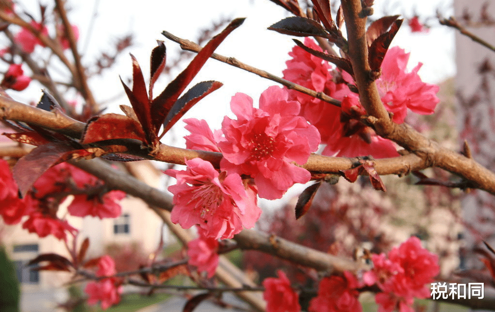 「生肖」6月下旬，财从天降，衣食无忧，日子喜气洋洋，烦恼消散的生肖