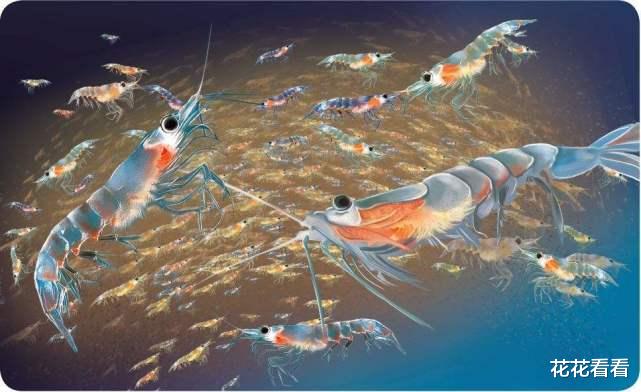 全球最“成功”的生物,每年吃掉2亿多吨,还能泛滥成灾!