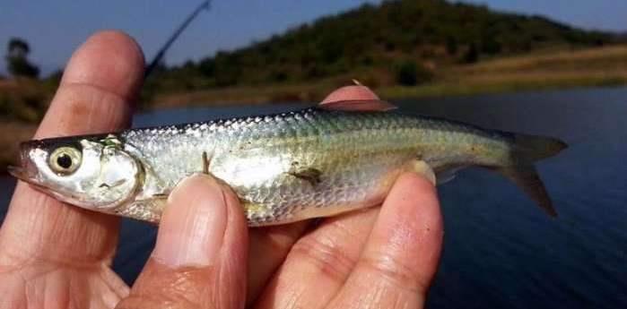 ##白条鱼——最不应该被唾弃，原因有3点！