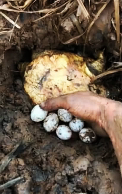 「」男子湘江钓获大鳖,因个头太大不敢吃,龟鳖真会成精吗?