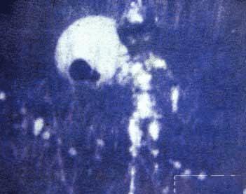 #外星人#原来外星人真的来过地球, 媒体拍摄到最真实外星人照片