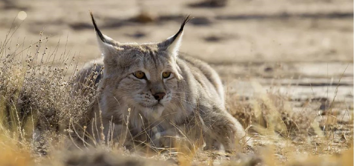 |狼见了都要叫大哥的“猞猁”，在森林里究竟有多恐怖？