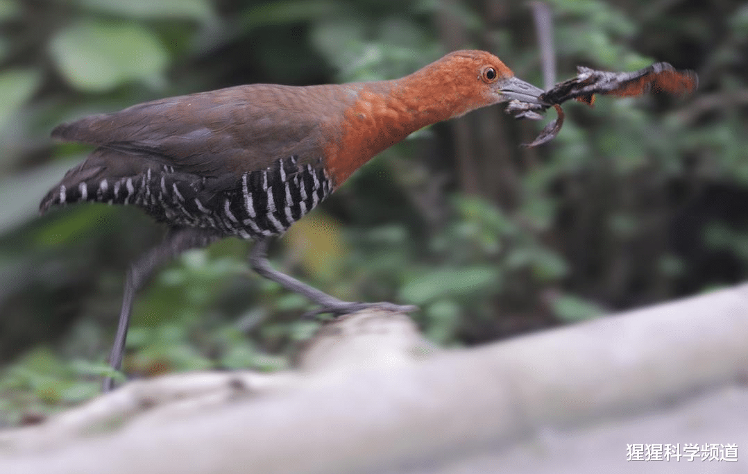 |已消失6000年的野牛将重返英国，一种消失13.6万年的鸟也出现了