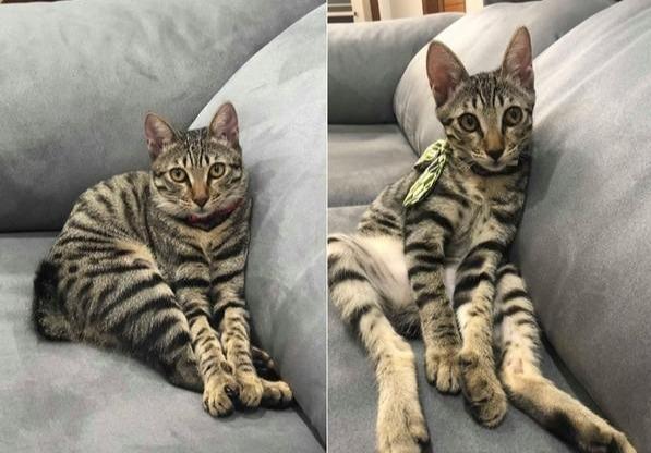 在奶奶家住了两个月，猫咪直接变了个样，虎斑猫从鹅蛋脸变大圆脸