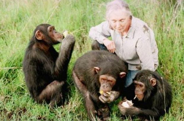 猩猩|当年的人和猩猩后代实验，有五个女孩子报名参与试验，结果如何了