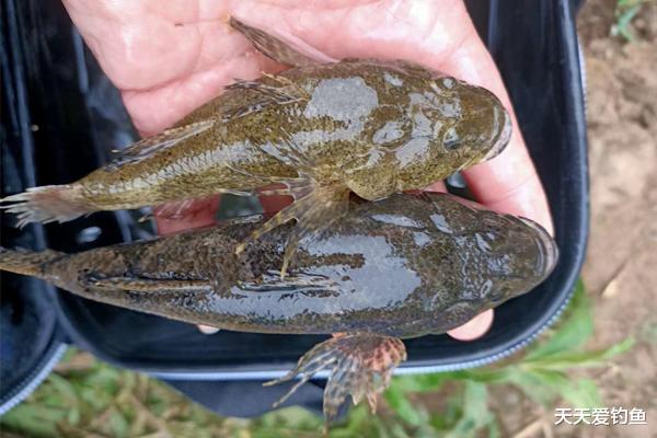 |解锁新鱼种：沙塘鳢的垂钓技巧，这种鱼以前很常见，现在难得一见