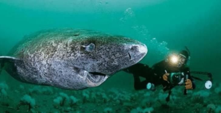 『鲨鱼』这条鲨鱼向上天借了400年，从明朝一直活到现在，让无数专家好奇