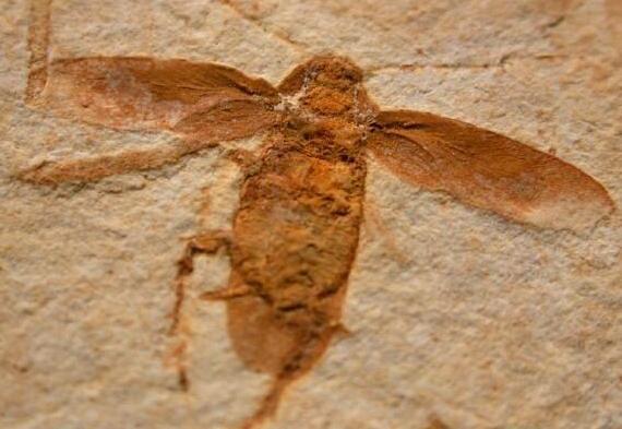 「」为什么说蟑螂是进化最成功的生物?它的超强生存能力令人羡慕!