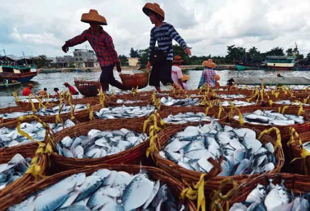 |为什么鱼贩要给水里加柴油?