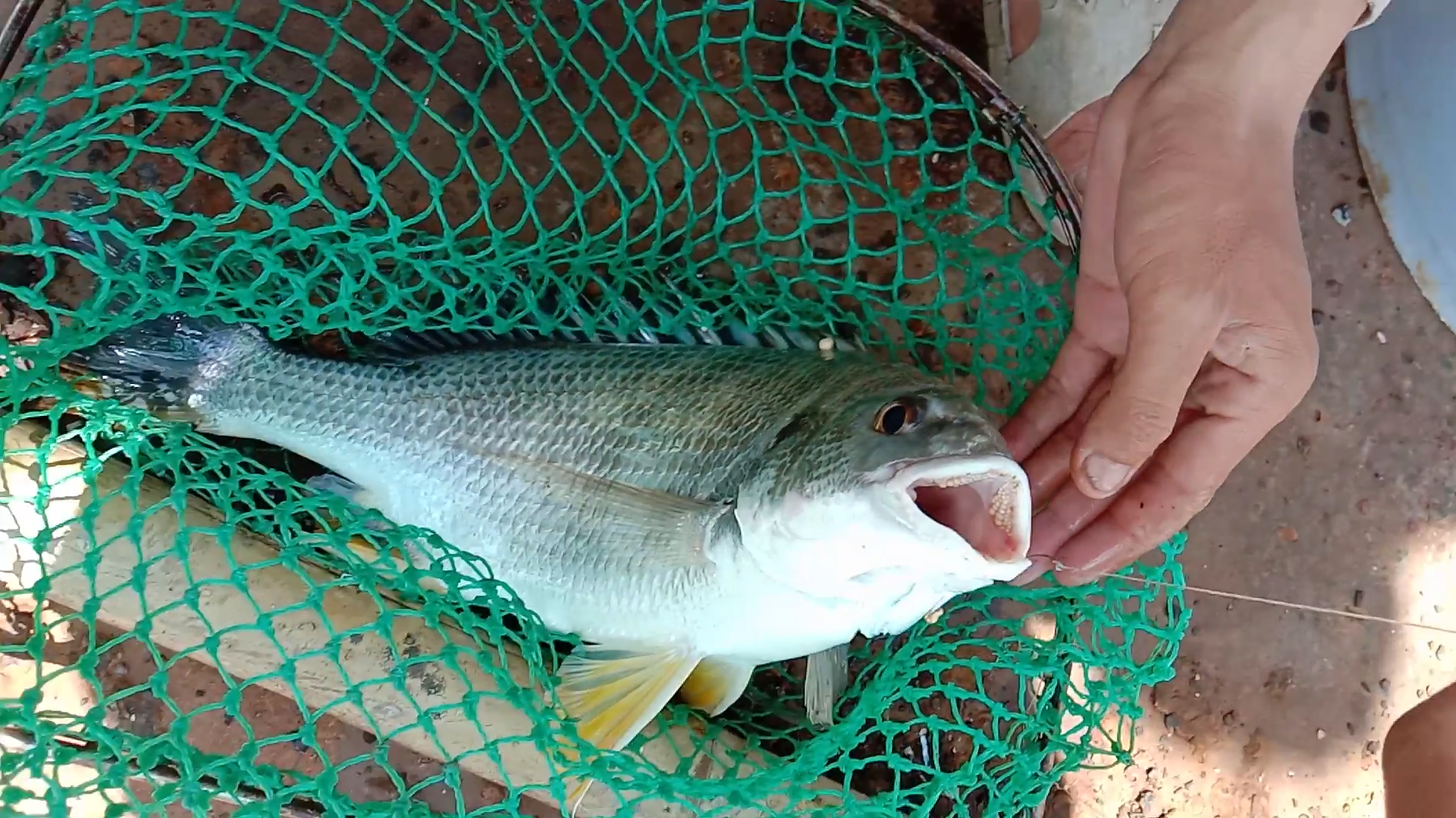 |百斤虾饵打窝钓鱼引来鱼群,别人横插一脚,小伙这样做太解气了