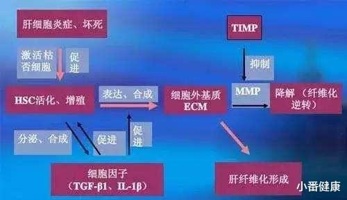 「南瓜」乙肝恩替卡韦研究实验,44.1%肝纤维化逆转,纤维化评分下降超1