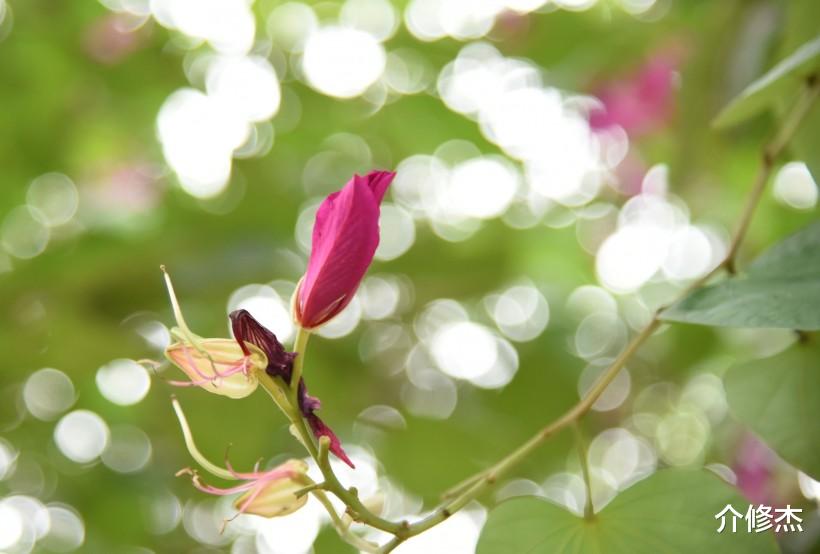 『生肖』6月底,桃花运和异性缘大爆发,脱单躲都躲不掉的四大生肖