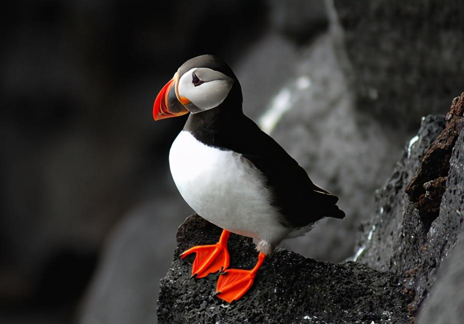 |全世界最惨国宝，被本国人民吃到濒临灭绝，当地人：最爱吃它的心脏