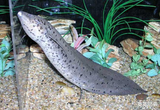 「」世界上最狠的鱼，吃掉自己的一半身体，让它的天敌无肉可吃