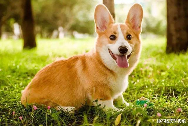 柯基几岁开始进入老年期？老了之后该怎么照顾它？