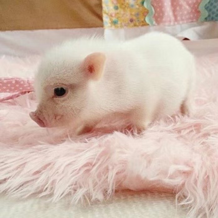 小香猪，小又香，猪里面的小公主