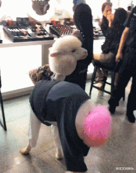 |我相信很多人去车展都不是为了看车，懂得