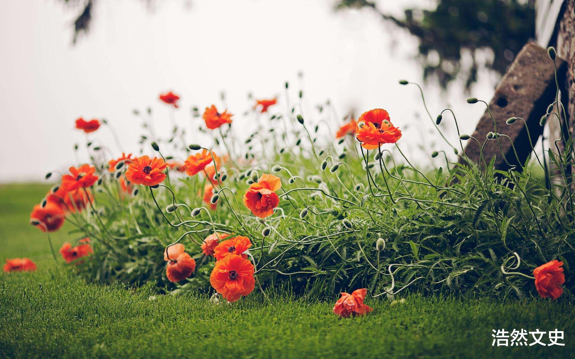 浩然文史|鸦片本是治病的良药，到底是如何变成毒品的？原来是使用方式变了