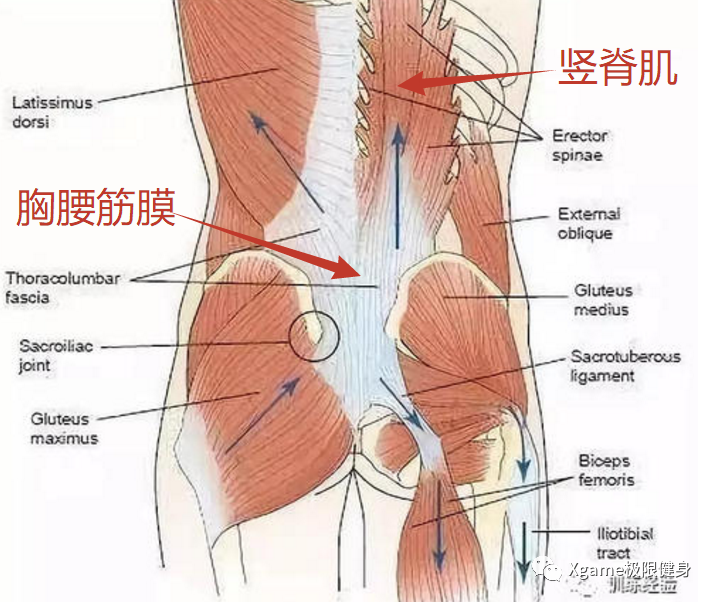 |一张图告诉你，地表最强背部圣诞树有多酷！！