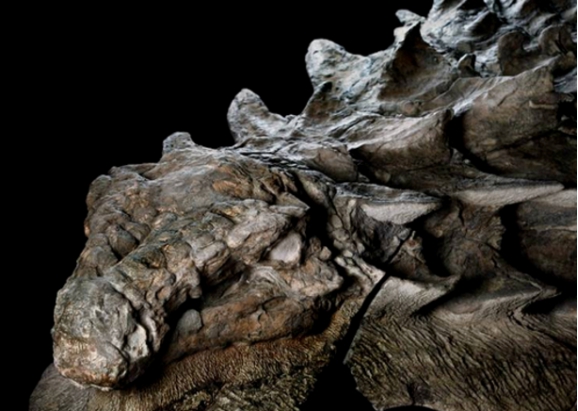 恐龙|1.1亿年前,这只甲龙死前吃了啥?科学家花费数年找到答案