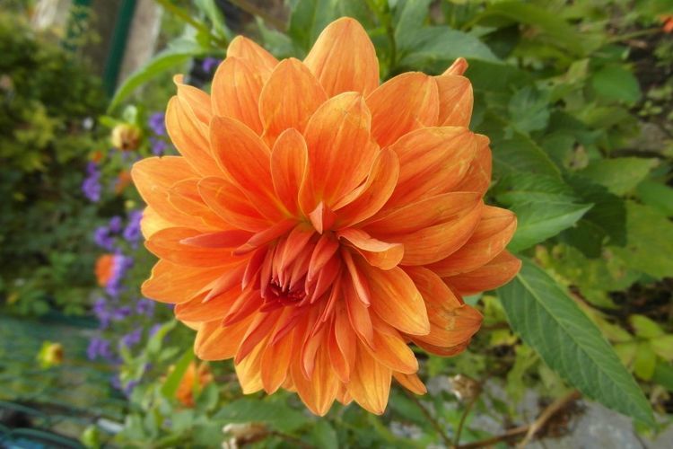 旧爱|8月上旬开始吉星庇佑，好运不断，势头大涨财富盈门的4大生肖