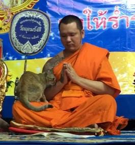 猫咪在僧人念经时撒娇，他多次挣扎后放弃，果然还是撸猫好