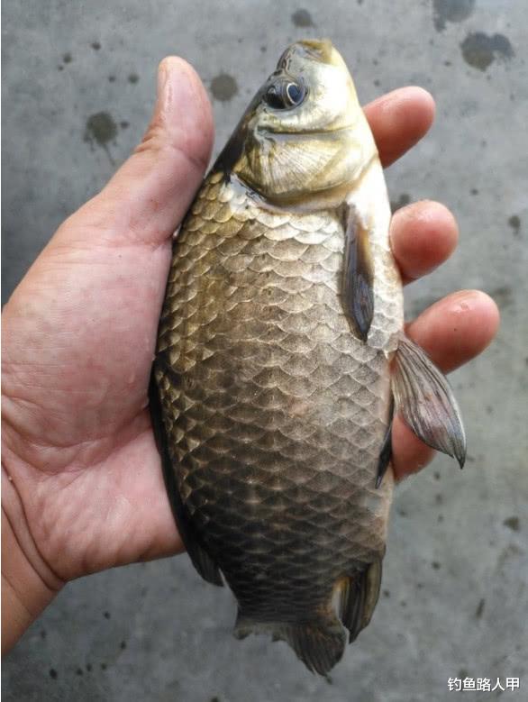 []初夏野钓，你选择打窝还是抽窝？选择不同渔获也会大不同