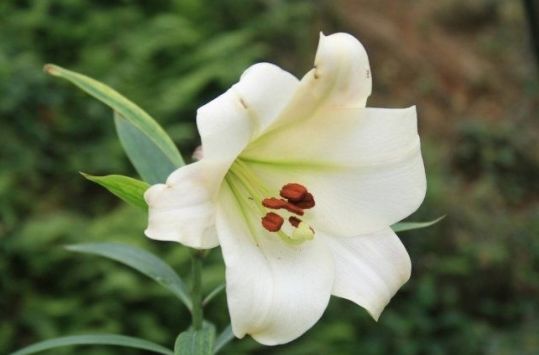 「生肖」最有骨气的三种生肖女，白手起家靠自己，不会找家里要钱