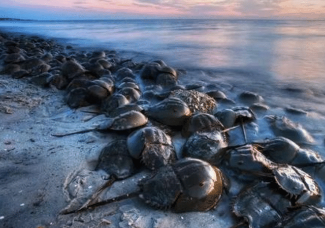 科学家|拥有蓝色血液的生物，活了4亿年，能救人类却不能被人类所救