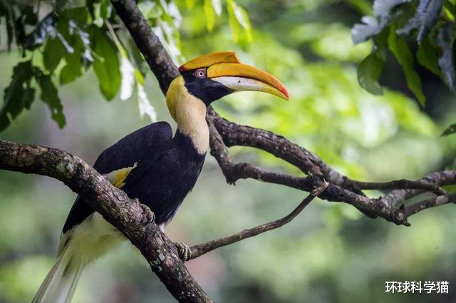 |云南发现新植物“运气海芋”，与我国大地变绿有关吗？
