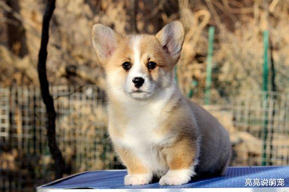 柯基看到主人给自己拍照，它立刻开始摆造型，狗：拍好看点