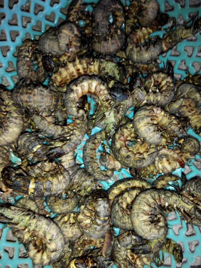 『蛋白质』蛋白质最高的动物之一 --- 水蜈蚣