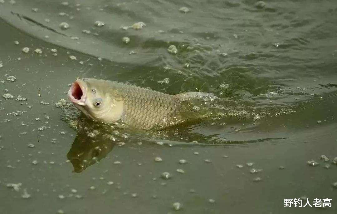 大爷|钓鱼：浮漂动作，屡次提竿却不上鱼，大概率是以下几个原因！