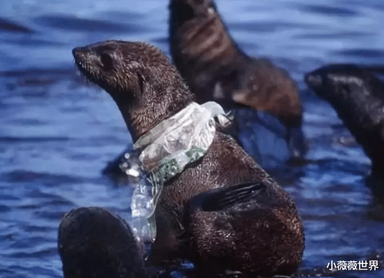 科学家|中国卫星传回照片,疑似“新大陆”?英法美:你发现的归你