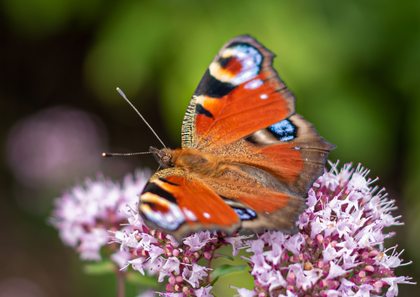 #生肖#7月中旬期间，爱意浓，不期而遇又相逢，续写前缘的四大生肖